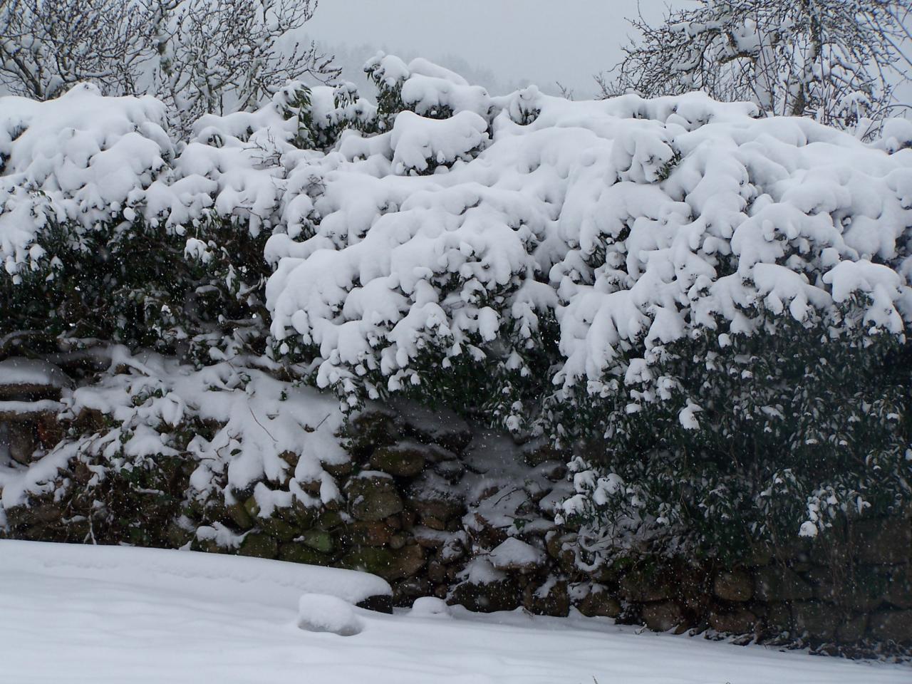 La cabane sous le lierre... sous la neige !