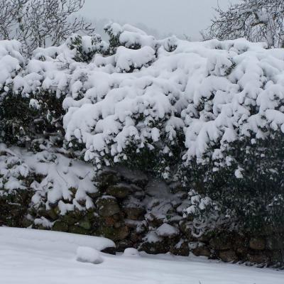 Le jardin de Tom Patate sous la neige