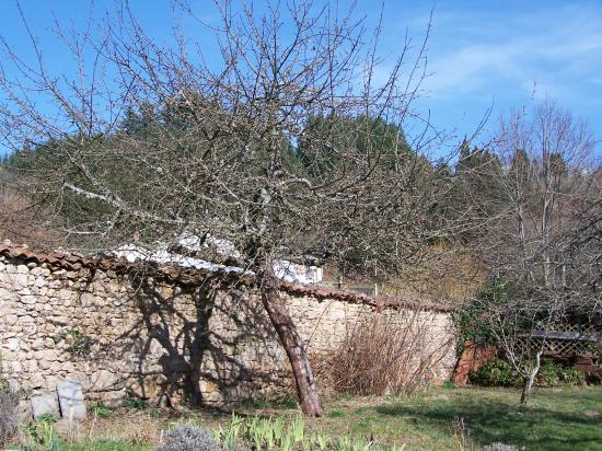 Le pommier, poste de vigie de Linou