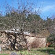 Le pommier, poste de vigie de Linou