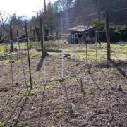 Le jardin encore au repos