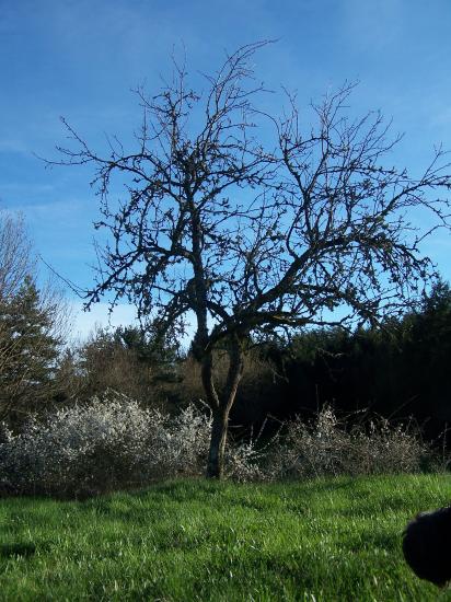 Le pommier du départ