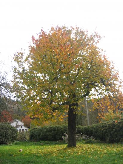 Le vieux cerisier