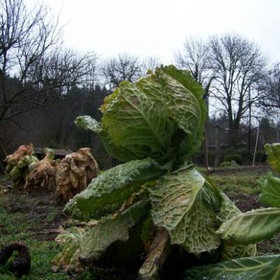 Les Froids Temps au jardin de Tom Patate