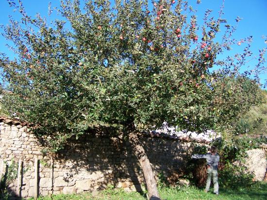 Le pommier du haut