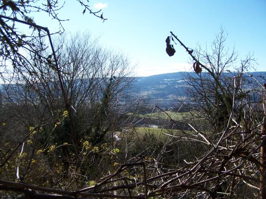 Vue d'un vieux jardin